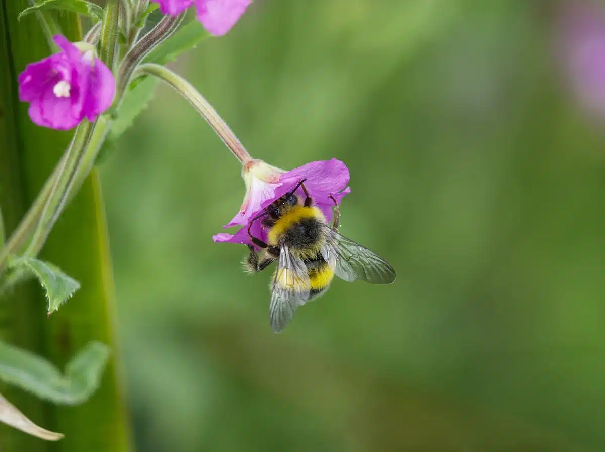 plantes pollinisatrices