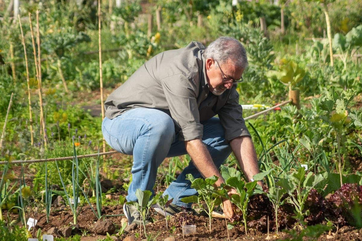 jardin potager