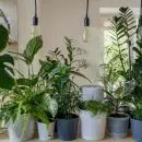 Comment arroser les plantes d'un tableau végétal ?