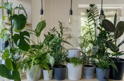 Comment arroser les plantes d'un tableau végétal ?