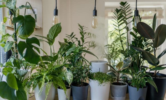Comment arroser les plantes d'un tableau végétal ?