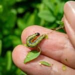 Pyrale du buis comment la traiter naturellement