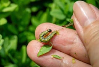 Pyrale du buis comment la traiter naturellement
