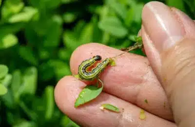 Pyrale du buis comment la traiter naturellement