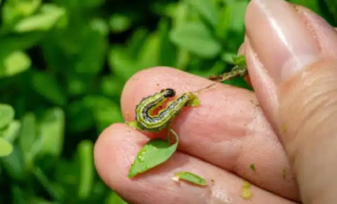 Pyrale du buis comment la traiter naturellement