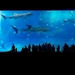 Comment changer l’eau de son aquarium ?