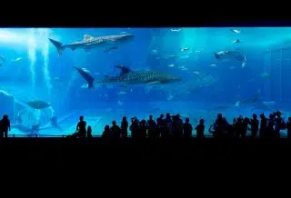 Comment changer l’eau de son aquarium ?
