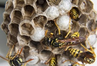Comment se débarrasser d'un nid de guêpe ?