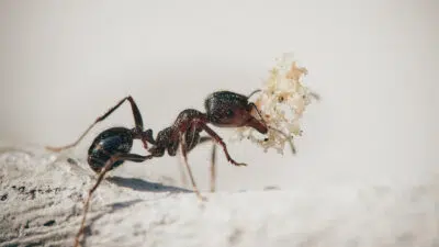 Comment venir à bout des nuisibles dans son habitation ?