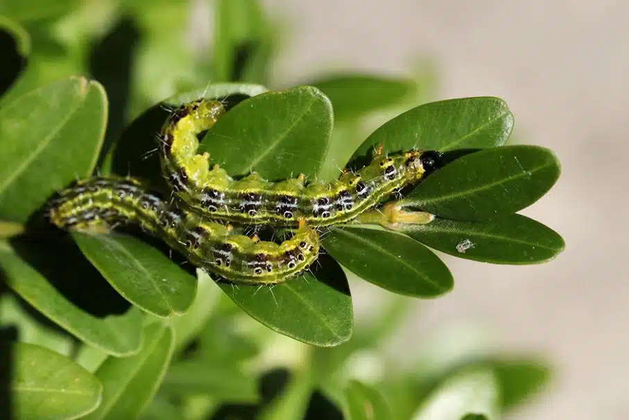 du buis comment la traiter naturellement