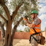 Élagueur professionnel en train d'élaguer un olivier dans un jardin résidentiel à Agde
