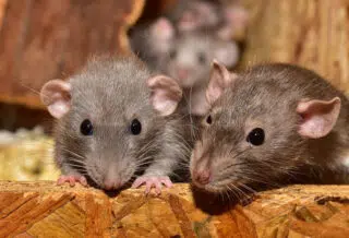 Se débarrasser définitivement des rats : comment faire ?