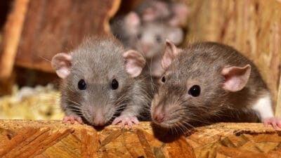 Se débarrasser définitivement des rats : comment faire ?