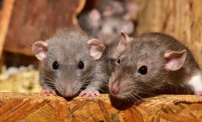 Se débarrasser définitivement des rats : comment faire ?